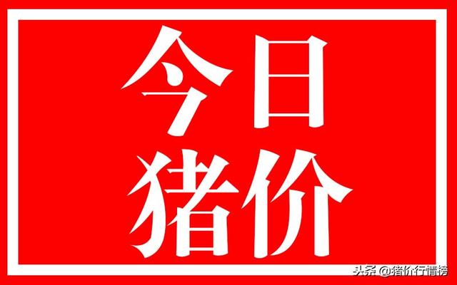 今日猪肉佳价，市场喜讯连连！